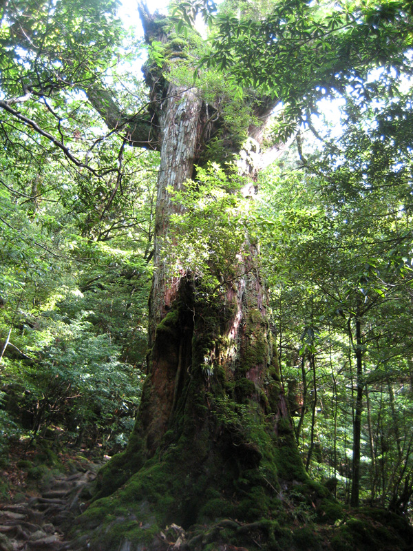 Yakushima___Ancient_Tree_by_texantransplanted.jpg